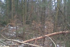 Lasy w gminie Niegowa przedstawiają smutny obraz