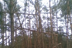 Lasy w gminie Niegowa przedstawiają smutny obraz