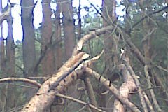 Lasy w gminie Niegowa przedstawiają smutny obraz