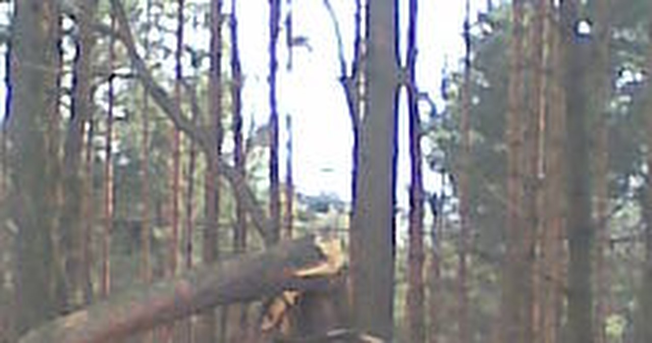 Lasy w gminie Niegowa przedstawiają smutny obraz