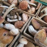 Lasy w Polsce pełne grzybów. Ile kosztują? Ceny na skupach mogą zaskoczyć