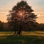 Lasy zamiast zrębów wokół miast. Jest szansa na zmianę, zostało mało czasu