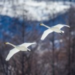 Latają nad Polską tam i z powrotem. Jeden jest wyjątkowo duży i głośny