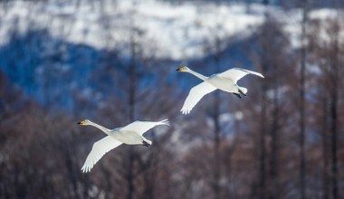 Latają nad Polską tam i z powrotem. Jeden jest wyjątkowo duży i głośny