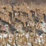 Latają nad Polską wielkimi stadami. O co im chodzi? Zobacz, czy wiesz