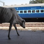 "Latająca" krowa zabiła mężczyznę. Zaskakujący wypadek w Indiach