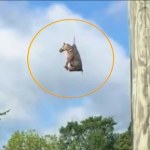 "Latająca" zebra-uciekinierka. Zobacz viralowe nagranie 