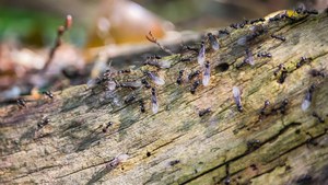 Latające mrówki to plaga. Jak pozbyć się ich z domu lub ogrodu?