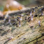 Latające mrówki to plaga. Jak pozbyć się ich z domu lub ogrodu?