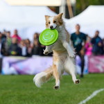 "Latające psy" rywalizują w Poznaniu. Trwają Mistrzostwa Świata w Dogfrisbee