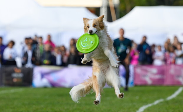 "Latające psy" rywalizują w Poznaniu. Trwają Mistrzostwa Świata w Dogfrisbee