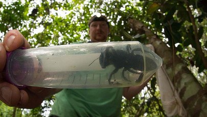 "Latający buldog". Odnaleziono gatunek gigantycznej pszczoły