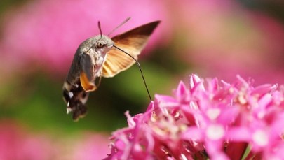 Latający cud natury w twoim ogrodzie! Poznaj "polskiego kolibra"