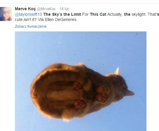 "Latający kot", źródło: Twitter /Twitter /RMF24
