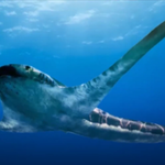 ​Latający rekin to prawda? Niezwykłe odkrycie z Meksyku