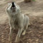 Latający wilk w polskim zoo. Robi furorę wśród gości