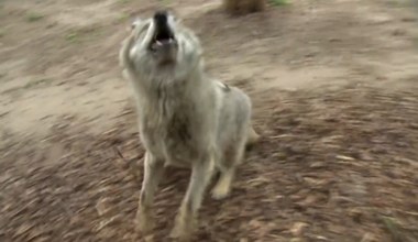 Latający wilk w polskim zoo. Robi furorę wśród gości