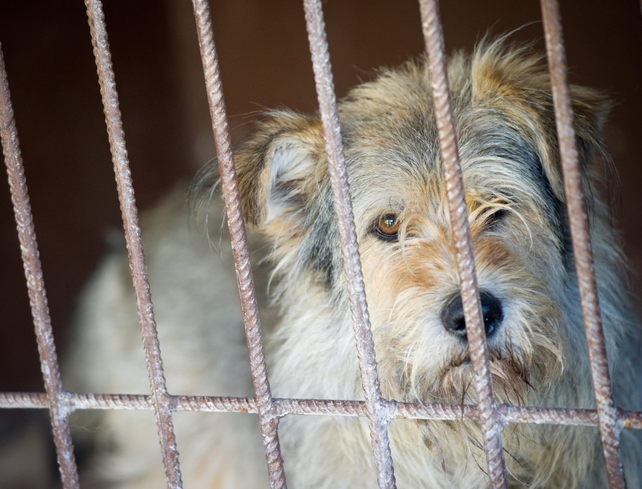 Latem schronisko w Katowicach zwykle przygarnia o 20 procent więcej zwierząt, niż poza sezonem wakacyjnym /Grzegorz Michałowski /PAP