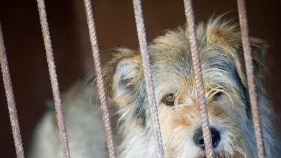 Lato smutne dla czworonogów. Właściciele wyjeżdżają, a schroniska przeżywają oblężenie