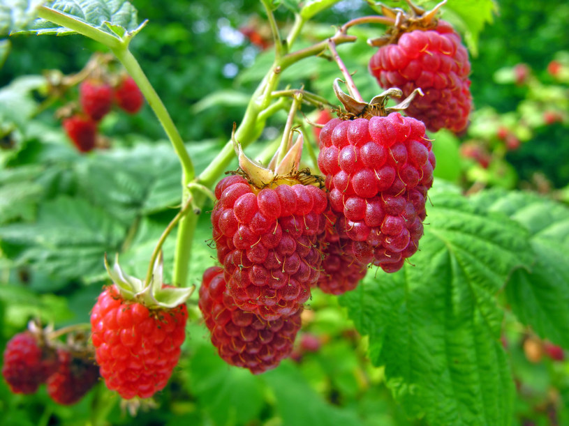 Lato to dobry czas, aby do jadłospisu diety na płaski brzuch włączyć sezonowe owoce, np. maliny /123RF/PICSEL