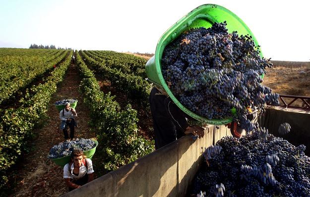 Łatwiej zostać małym producentem wina w naszym kraju /AFP