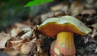 ​Łatwo pomylić go z borowikiem, ale jest trujący. Pod żadnym pozorem nie zbieraj