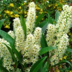 Laurowiśnia brązowieje? Nie czekaj, działaj szybko, by ją uratować