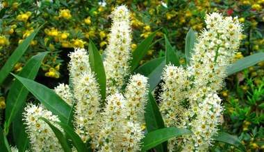 Laurowiśnia brązowieje? Nie czekaj, działaj szybko, by ją uratować