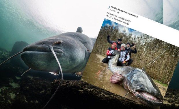 "Łeb jak sklep, prawdziwy potwór". Sum złowiony w Rybniku pobił rekord świata