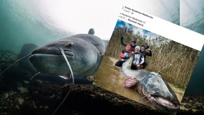 "Łeb jak sklep, prawdziwy potwór". Sum złowiony w Rybniku pobił rekord świata