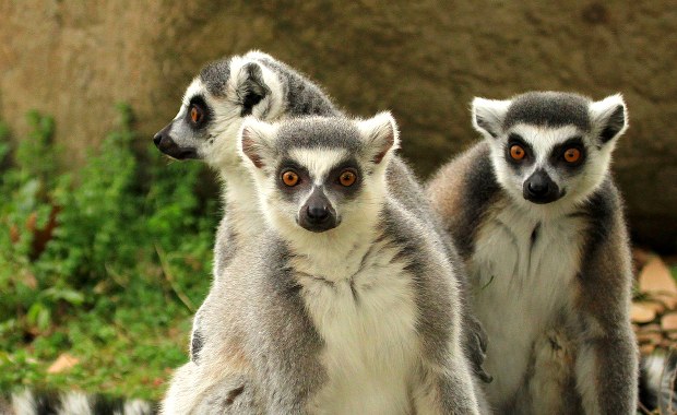 Łebski lemur ma więcej przyjaciół