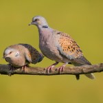 migracja ptaków Lecące do Afryki ptaki musiały skręcić z powodu burzy. Doszło do zagłady