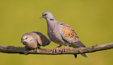 Lecące do Afryki ptaki musiały skręcić z powodu burzy. Doszło do zagłady