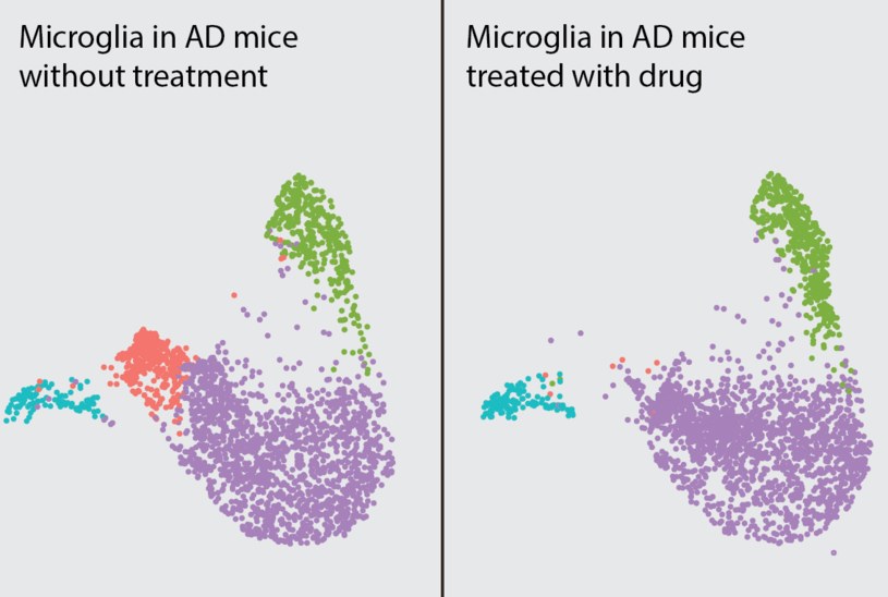 Leczenie lekiem MK2206 wyłączyło odmiany mikrogleju związanego z chorobą Alzheimera (różowy). Każda kropka przedstawia jedną komórkę mikrogleju, a różne kolory obrazują różne ich stany /materiały prasowe