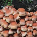 Lecznicze właściwości magicznych grzybów. Efekt utrzymuje się miesiącami 