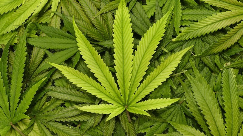 Legalizacja marihuany nie powoduje wzrostu jej użycia wśród nastolatków /Geekweek
