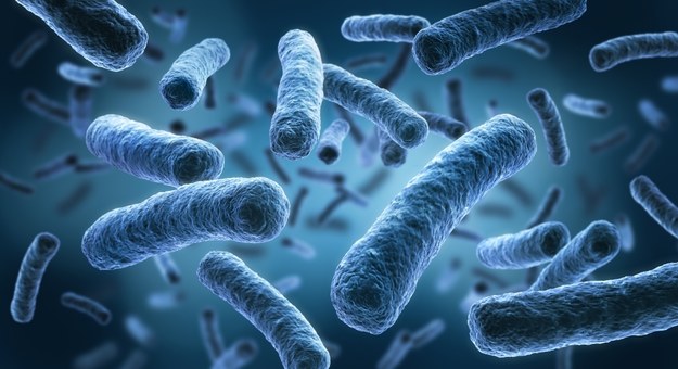 Legionella pneumophila /Shutterstock