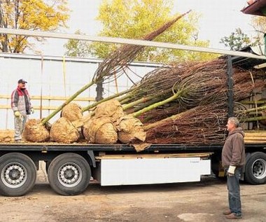 Legnica: Pierwsze sadzenie w zniszczonym parku