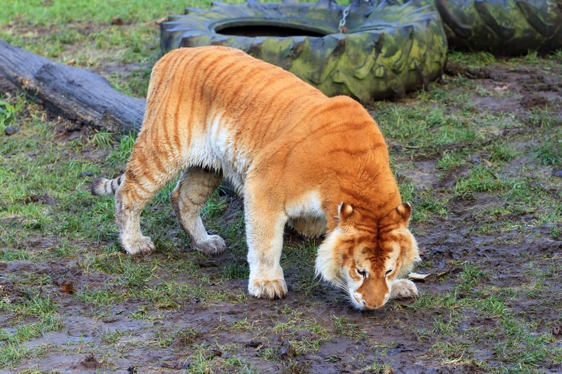 Legrys jest połączeniem samca lwa i samicy tygrysa /123RF/PICSEL