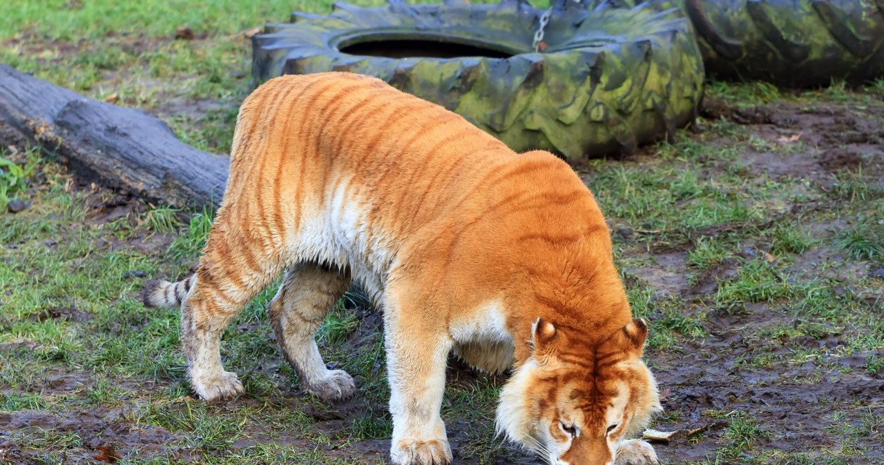 Legrys jest połączeniem samca lwa i samicy tygrysa /123RF/PICSEL