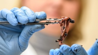 Lek na raka z dżdżownic? Polscy naukowcy już go opatentowali