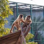 Lekkomyślne zachowanie w zoo u sąsiada Polski. Mogło dojść do tragedii
