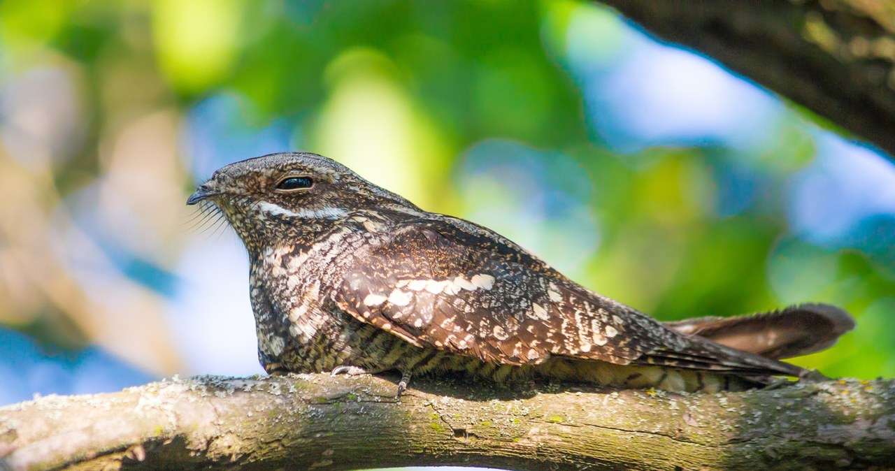 Lelek zwyczajny (łac. Caprimulgus europaeus) w przeciwieństwie do innych ptaków siada wzdłuż, a nie w poprzek gałęzi /Alexey Tolmachov /CC BY-SA 4.0