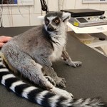 Lemur Julian "idzie pod nóż". Pacjent stracił czucie w tylnych łapach