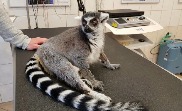 Lemur Julian "idzie pod nóż". Pacjent stracił czucie w tylnych łapach