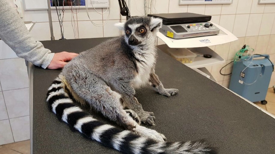 Lemur Julian /foto. FOT. UNIWERSYTET PRZYRODNICZY WE WROCŁAWIU /