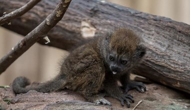 Lemur z wrocławskiego zoo