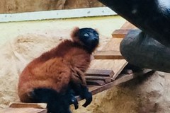Lemury z łódzkiego zoo będą miały nowy dom