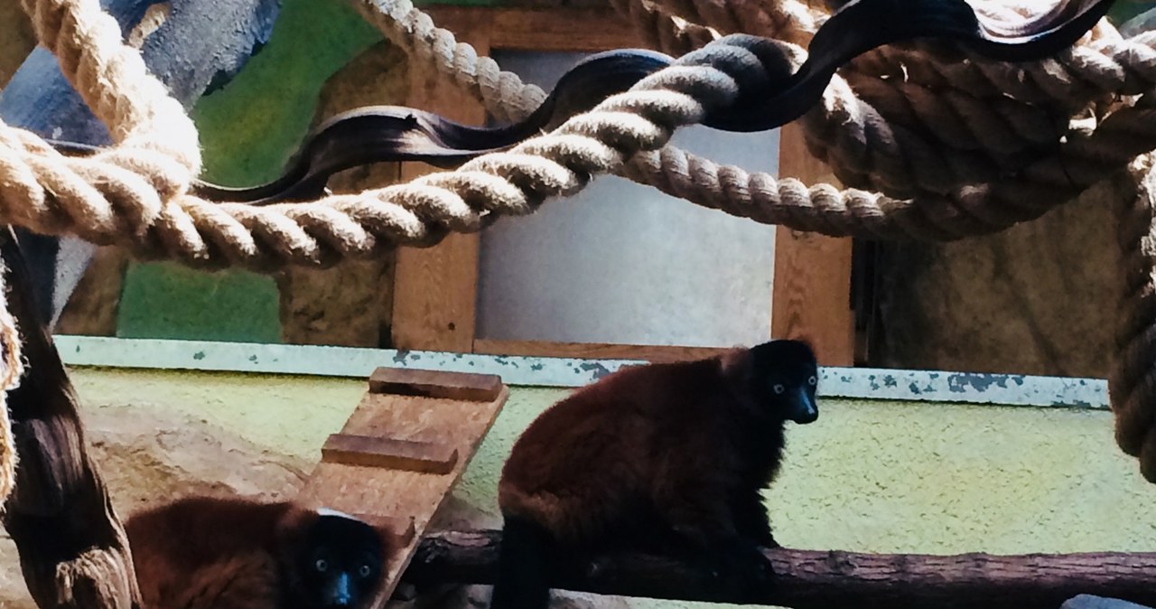 Lemury z łódzkiego zoo będą miały nowy dom
