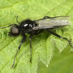 Leń marcowy pojawił się... w maju. Co się stało? Czego się obawiać?